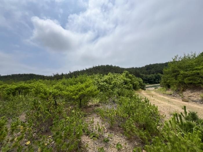 충청남도 태안군 남면 당암리 170-6 임야 경매 사진 3