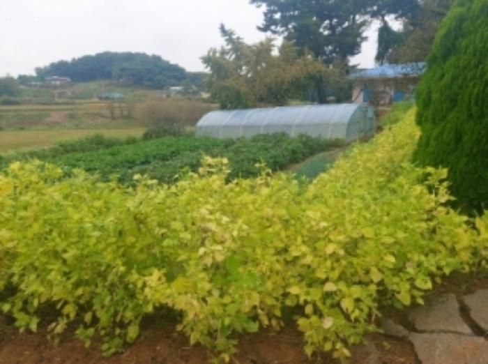 충청남도 당진시 송악읍 복운리 171 답 경매 사진 11