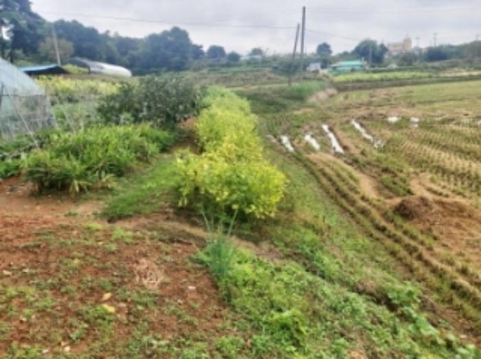 충청남도 당진시 송악읍 복운리 171 답 경매 사진 26