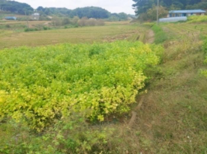 충청남도 당진시 송악읍 복운리 171 답 경매 사진 28