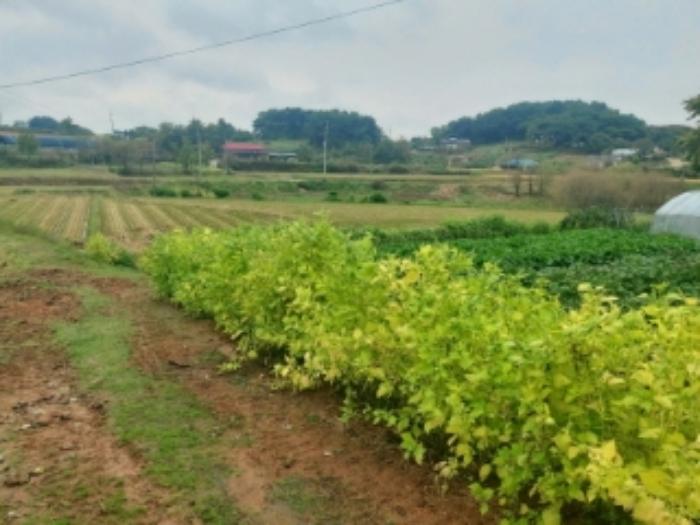 충청남도 당진시 송악읍 복운리 171 답 경매 사진 29