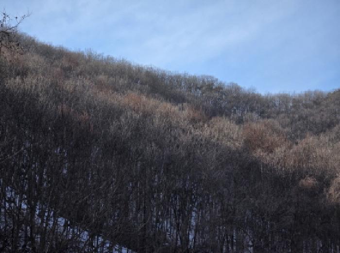충청북도 제천시 봉양읍 학산리 산10 임야 경매 사진 1