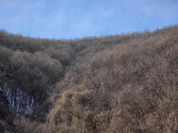 충청북도 제천시 봉양읍 학산리 산10 임야 경매 사진 6