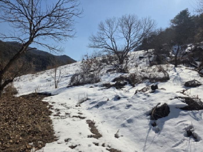충청북도 제천시 청풍면 부산리 19-1 전 경매 사진 3
