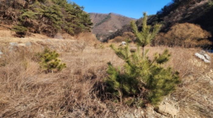 충청북도 제천시 백운면 애련리 477 답 경매 사진 41