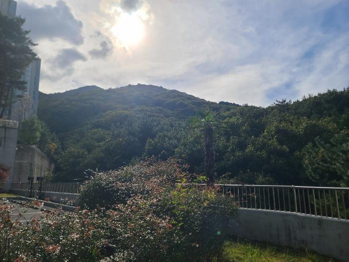 경상남도 거제시 하청면 실전리 135 임야 경매 사진 5
