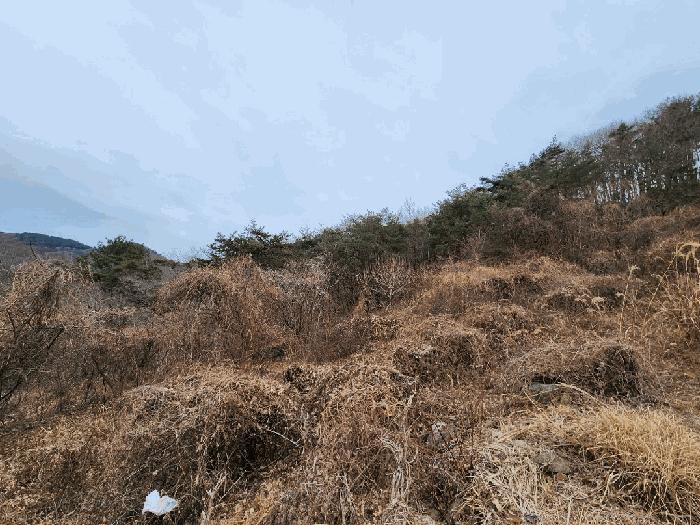경상남도 고성군 동해면 장좌리 산120-2 임야 경매 사진 6