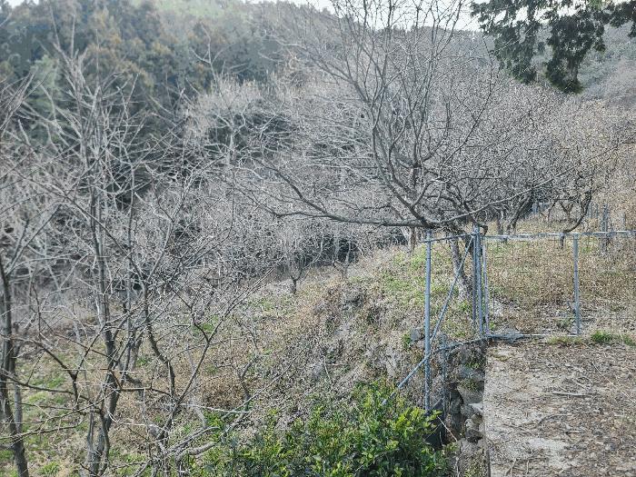 경상남도 통영시 도산면 오륜리 260-1 전 경매 사진 11