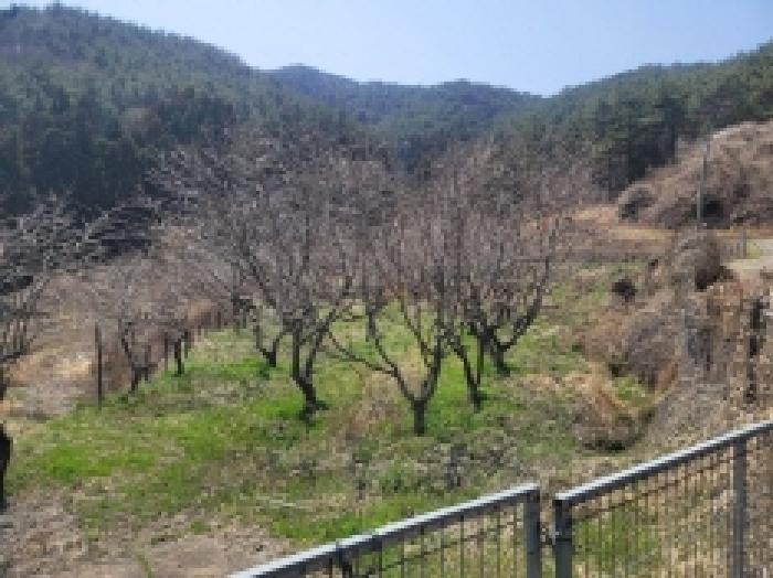 경상남도 통영시 도산면 오륜리 260-1 전 경매 사진 21