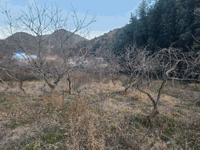 경상남도 통영시 도산면 오륜리 260-1 전 경매 사진 3