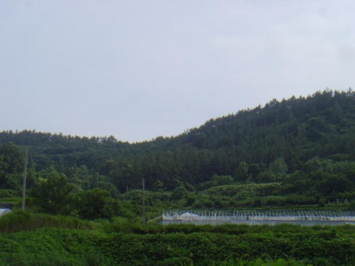 전라남도 해남군 송지면 가차리 산8 임야 경매 사진 11