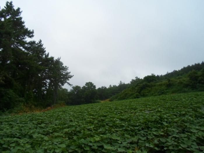 전라남도 해남군 송지면 가차리 산8 임야 경매 사진 3