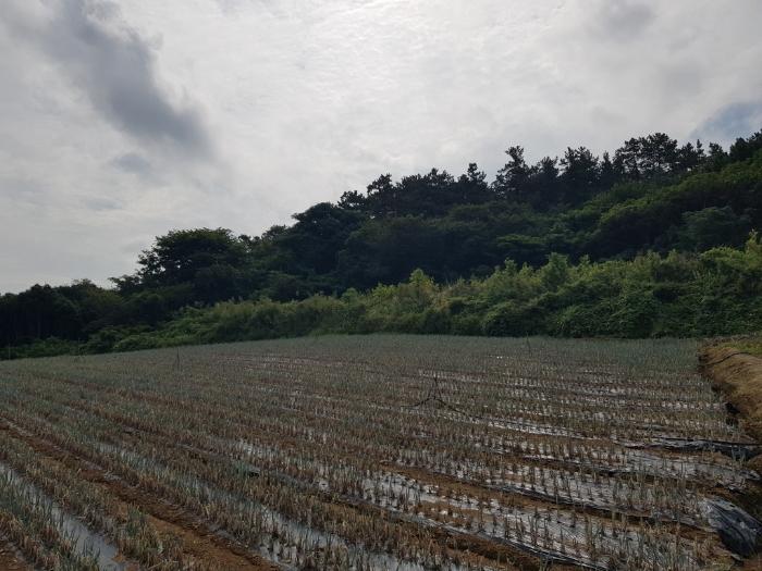 전라남도 해남군 문내면 서상리 636 전 경매 사진 4