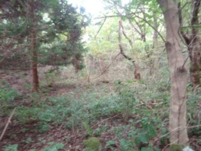 제주특별자치도 제주시 애월읍 봉성리 산19 임야 경매 사진 4