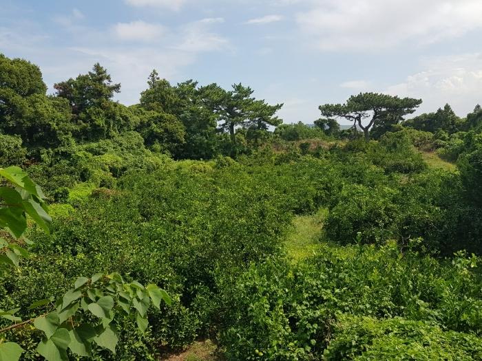 제주특별자치도 서귀포시 성산읍 고성리 2387-1 과수원 경매 사진 16