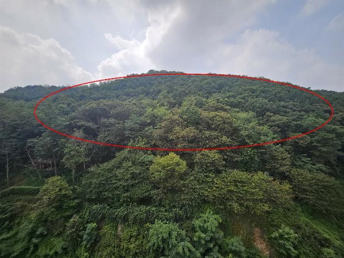 경기도 김포시 사우동 산44 임야 경매 사진 2