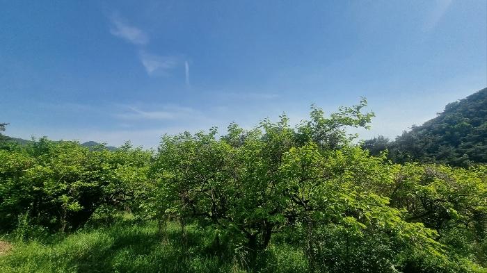 경상남도 김해시 한림면 안곡리 산17 임야 경매 사진 4