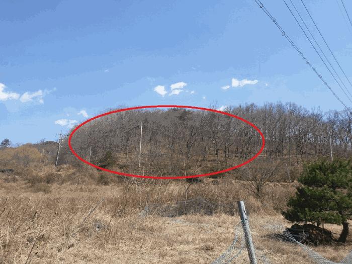 경상북도 경주시 산내면 내일리 산448-3 임야 경매 사진 1