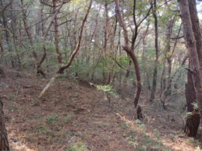충청남도 당진시 고대면 옥현리 산298-6 임야 경매 사진 10