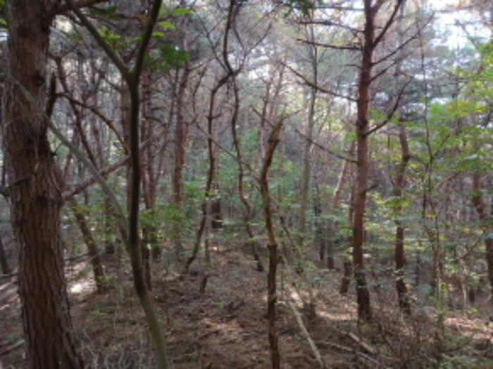 충청남도 당진시 고대면 옥현리 산298-6 임야 경매 사진 12