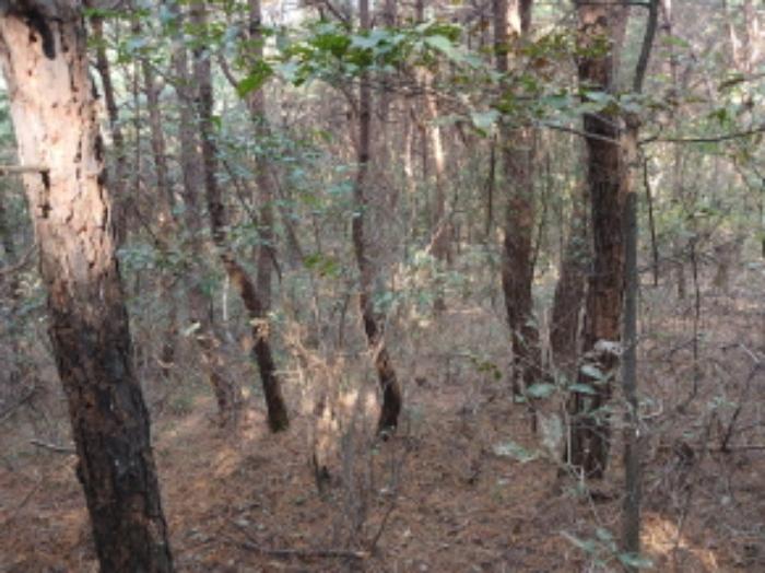 충청남도 당진시 고대면 옥현리 산298-6 임야 경매 사진 13