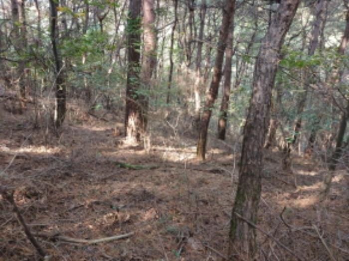 충청남도 당진시 고대면 옥현리 산298-6 임야 경매 사진 6