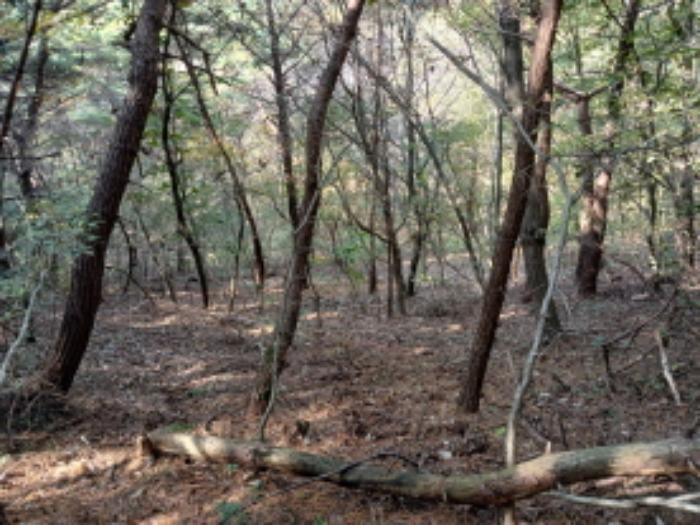 충청남도 당진시 고대면 옥현리 산298-6 임야 경매 사진 8