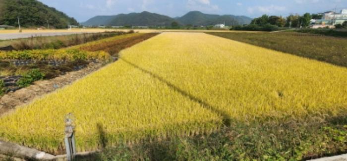 경상북도 안동시 일직면 송리리 268-1 전 경매 사진 18