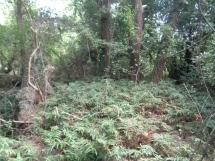 제주특별자치도 제주시 한림읍 월령리 117 잡종지 경매 사진 7