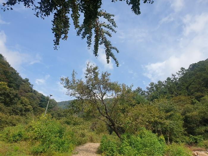 경기도 가평군 청평면 호명리 산55-1 임야 경매 사진 1