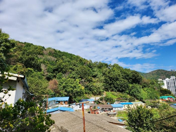 부산광역시 서구 암남동 산61-3 임야 경매 사진 3