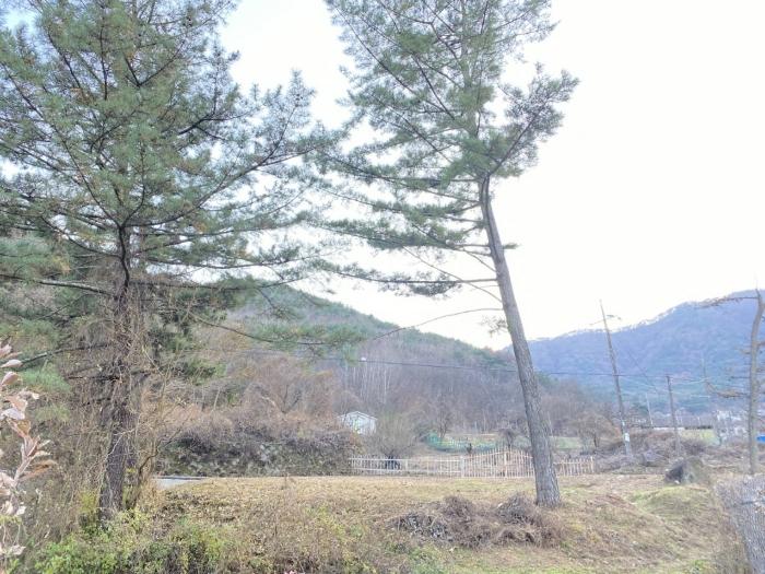 경상북도 청도군 금천면 사전리 1315-1 전 경매 사진 2