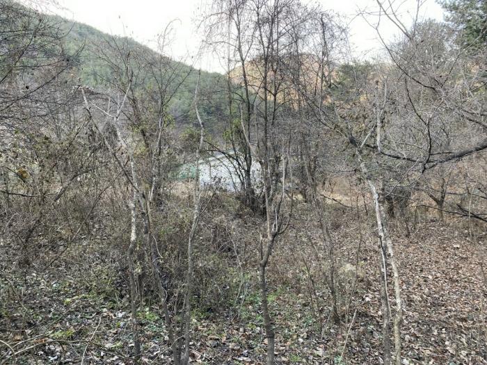 경상북도 청도군 금천면 사전리 1315-1 전 경매 사진 6