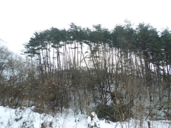 강원특별자치도 횡성군 둔내면 두원리 산32-5 임야 경매 사진 4