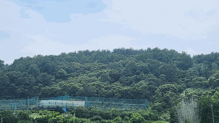 경상남도 하동군 양보면 통정리 산152-5 임야 경매 사진 2