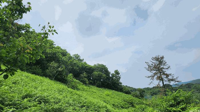 경상남도 하동군 양보면 통정리 산152-5 임야 경매 사진 3
