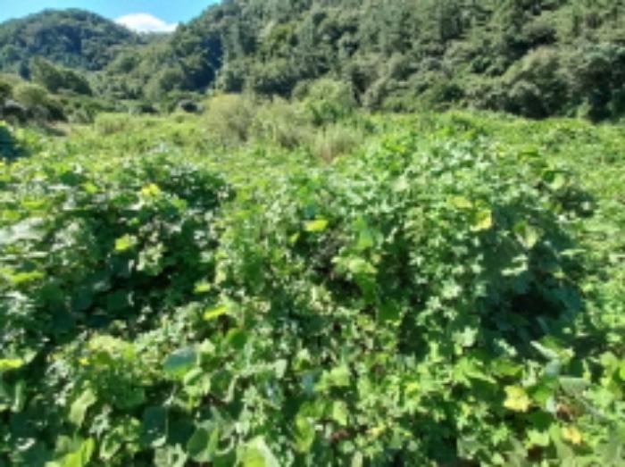 경상남도 사천시 용현면 신복리 117-1 답 경매 사진 5