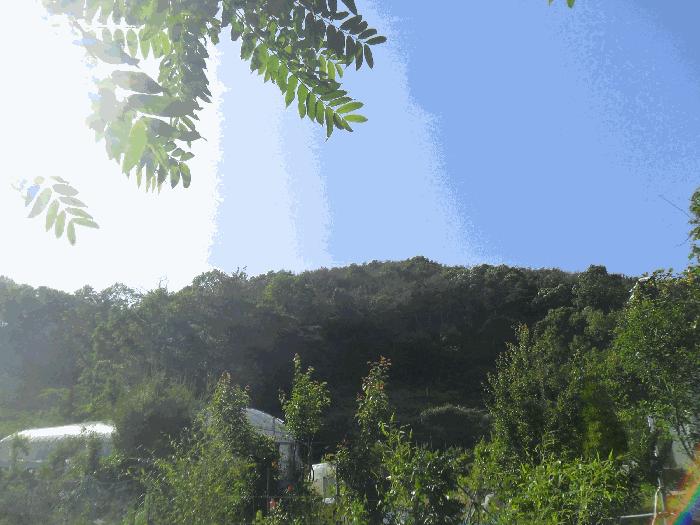 경상남도 밀양시 초동면 오방리 산12 임야 경매 사진 2