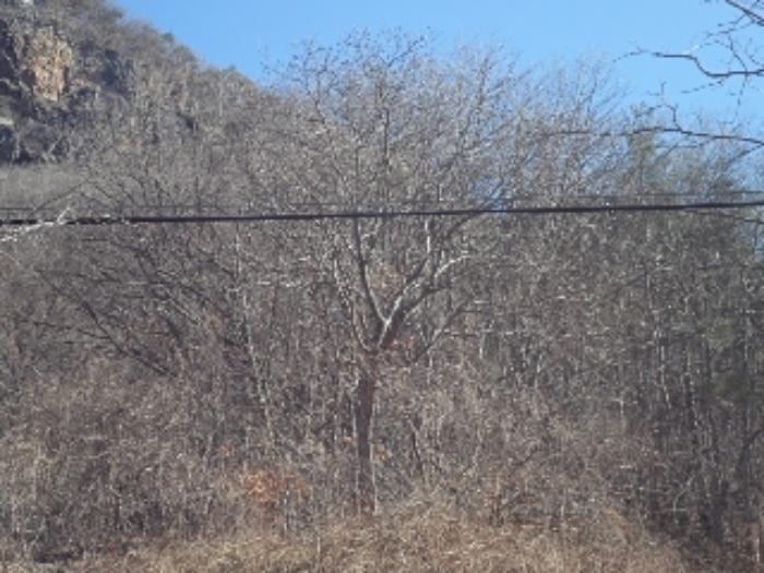 경상남도 밀양시 단장면 범도리 1298 임야 경매 사진 9