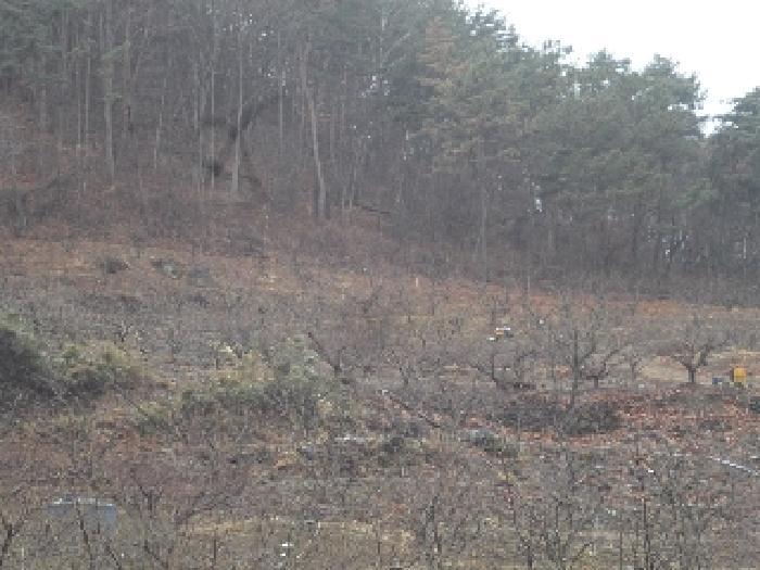 경상남도 밀양시 무안면 연상리 190-2 과수원 경매 사진 4