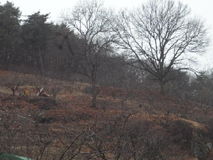 경상남도 밀양시 무안면 연상리 190-2 과수원 경매 사진 5