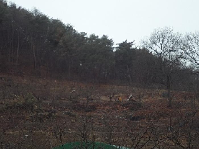 경상남도 밀양시 무안면 연상리 190-2 과수원 경매 사진 6