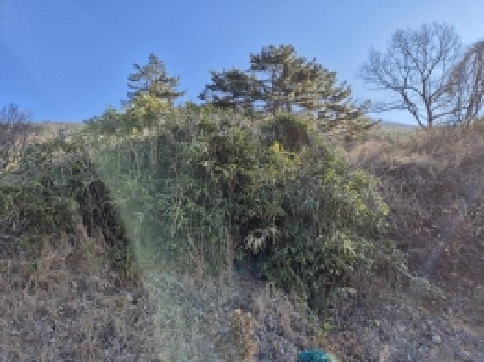 경상남도 고성군 대가면 신전리 204 임야 경매 사진 2