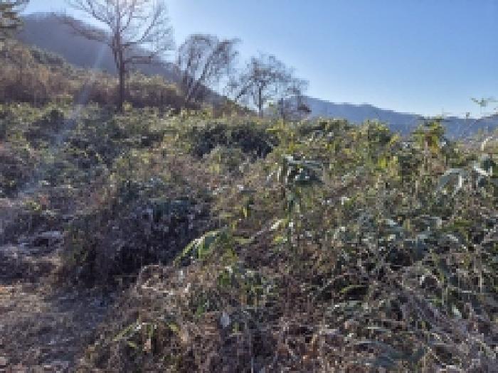 경상남도 고성군 대가면 신전리 204 임야 경매 사진 3