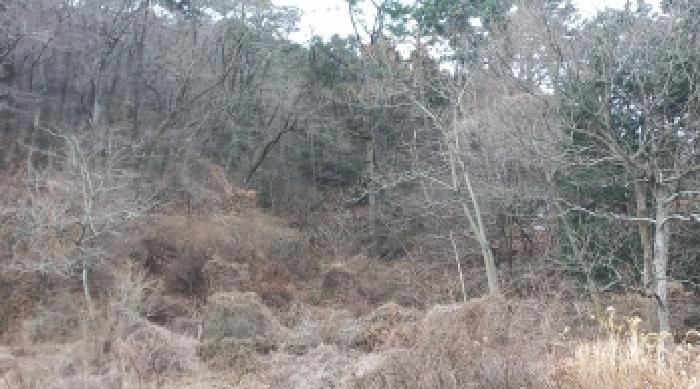 경상남도 거제시 연초면 죽토리 622 임야 경매 사진 12