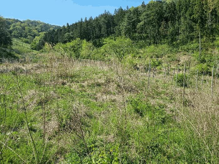 전라남도 함평군 나산면 수상리 산179 임야 경매 사진 24