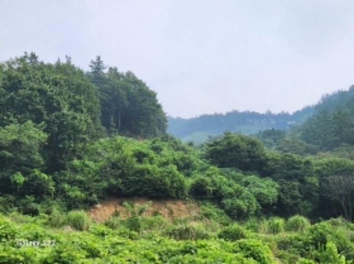 전라남도 순천시 별량면 대룡리 817 임야 경매 사진 33