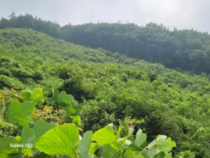 전라남도 순천시 별량면 대룡리 817 임야 경매 사진 35