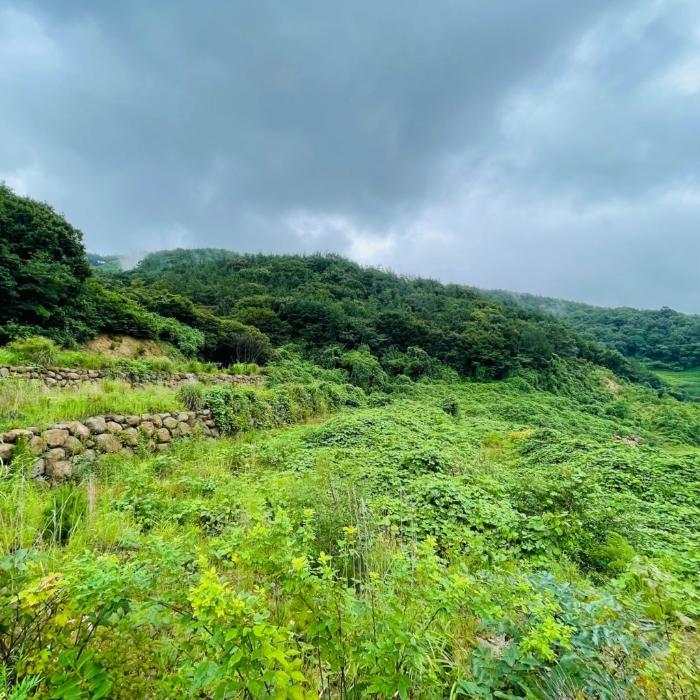 전라남도 순천시 별량면 대룡리 817 임야 경매 사진 4