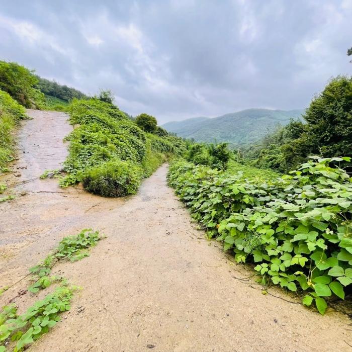 전라남도 순천시 별량면 대룡리 817 임야 경매 사진 5